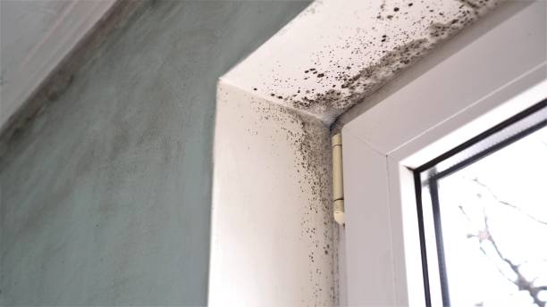 Mold Odor Removal Services in Grand Haven, MI