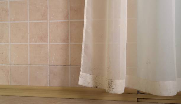 Best Black Mold Removal  in Grand Haven, MI