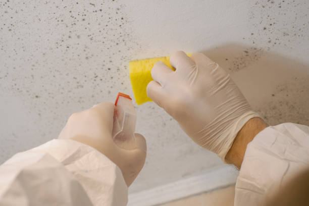 Best Crawl Space Mold Remediation  in Grand Haven, MI