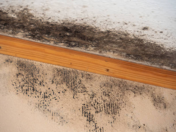 Best Commercial Mold Inspection  in Grand Haven, MI