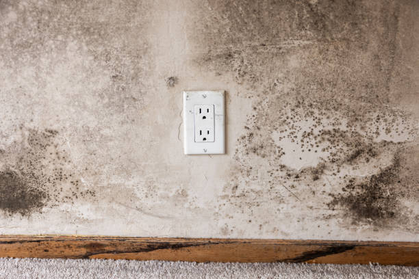 Best Water Damage & Mold Remediation  in Grand Haven, MI