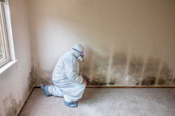 Best Real Estate Mold Inspection  in Grand Haven, MI