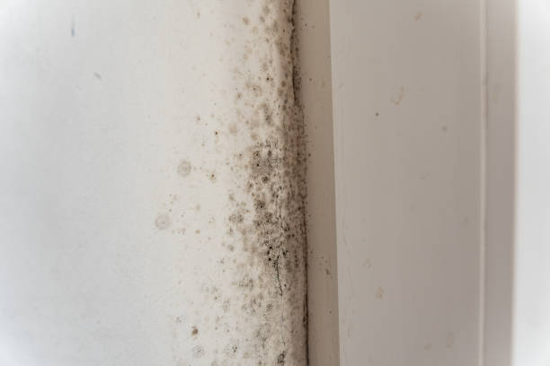 Best Mold Prevention Services  in Grand Haven, MI