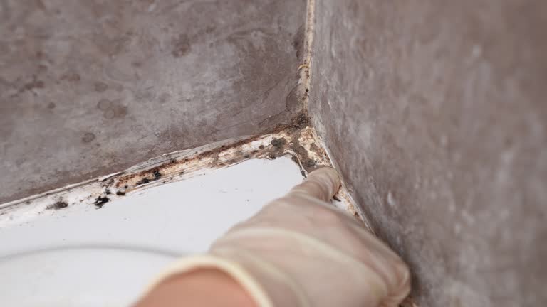 Best Asbestos and Lead Testing During Mold Inspection  in Grand Haven, MI