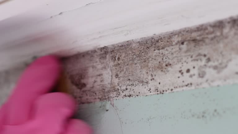 Best Residential Mold Inspection & Testing  in Grand Haven, MI